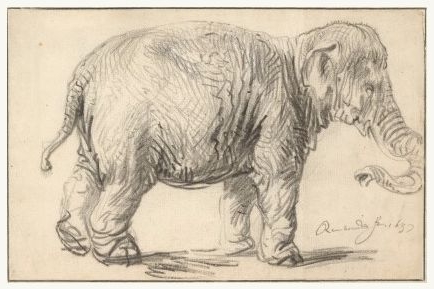 Elephant< Rembrandt van Rijn