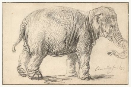 Elephant, Rembrandt van Rijn