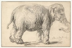 Elephant, Rembrandt van RIjn